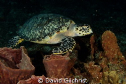 A Hawksbill Turtle swims over Sponges in Cozumel. by David Gilchrist 